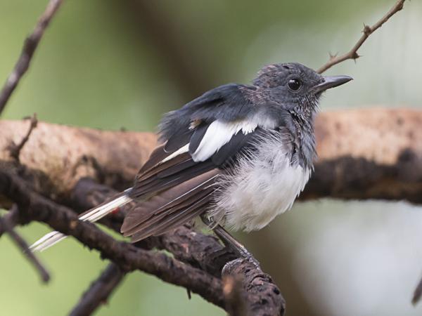 <h3><a href="/trips/srilanka/biota/animalia/chordata/aves/040 passeriformes/108 muscicapidae/copsychus saularis/copsychus saularis-nl.html">Copsychus&nbsp;saularis</a> / Oriental&nbsp;magpie‑robin / Dayallijster</h3>NIKON D500 met AF-S Nikkor 80-400mm f/4.5-5.6G ED VR, 1/50 sec  bij F5.6, ISO 1250, afstand 5.96&nbsp;m